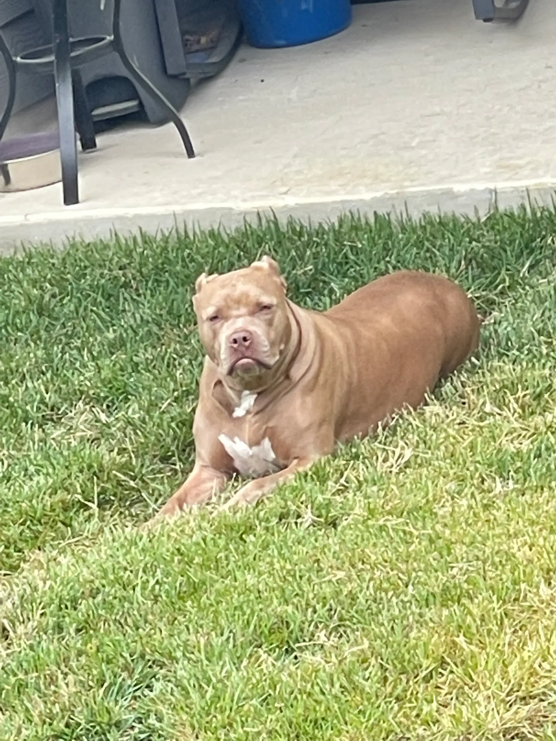Coco Chanel, a tan Staffordshire bull terrier with a white chest, lying on grass