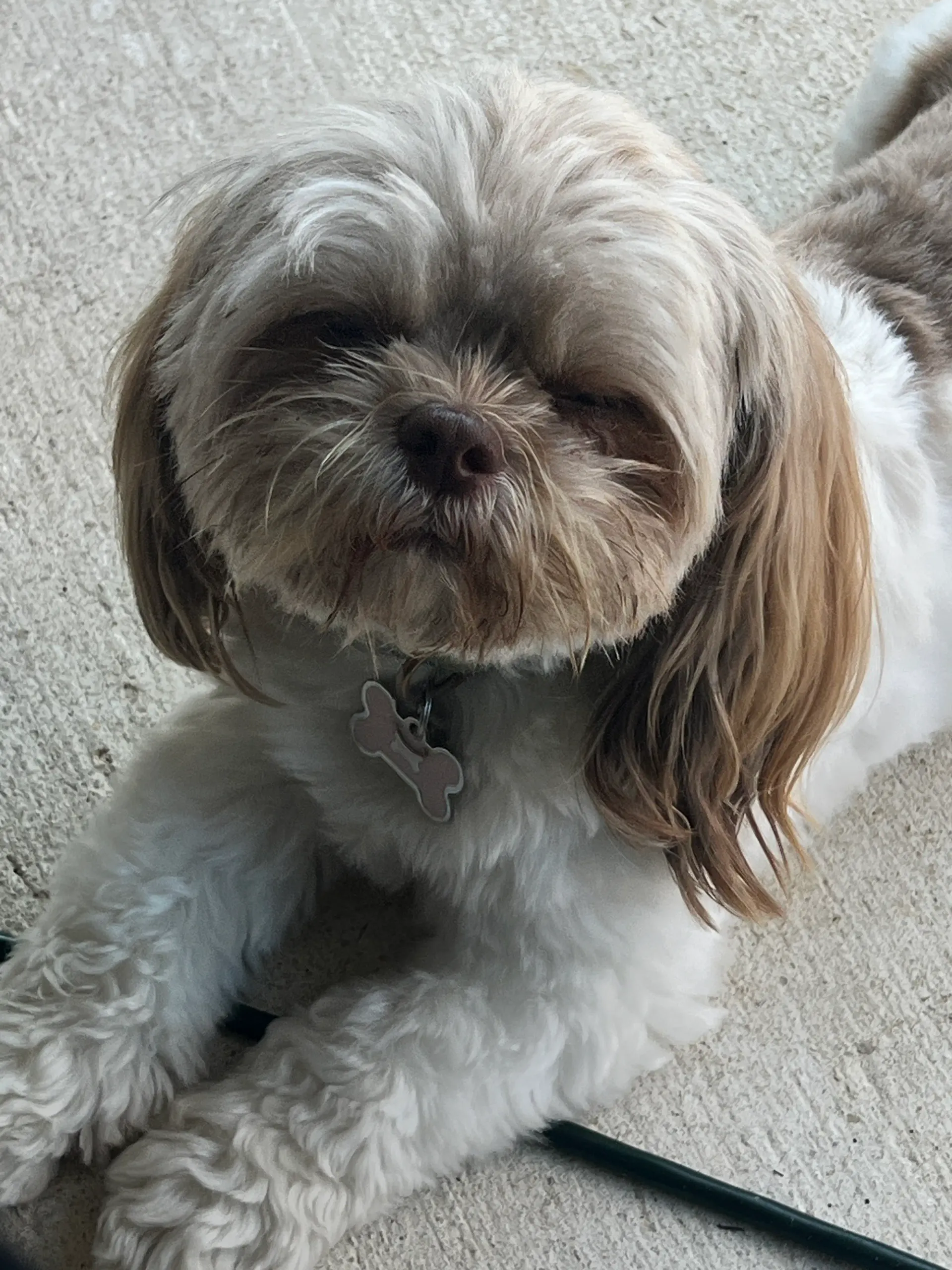 Dior Sauvage, a tan and white Shih Tzu resting on a carpet