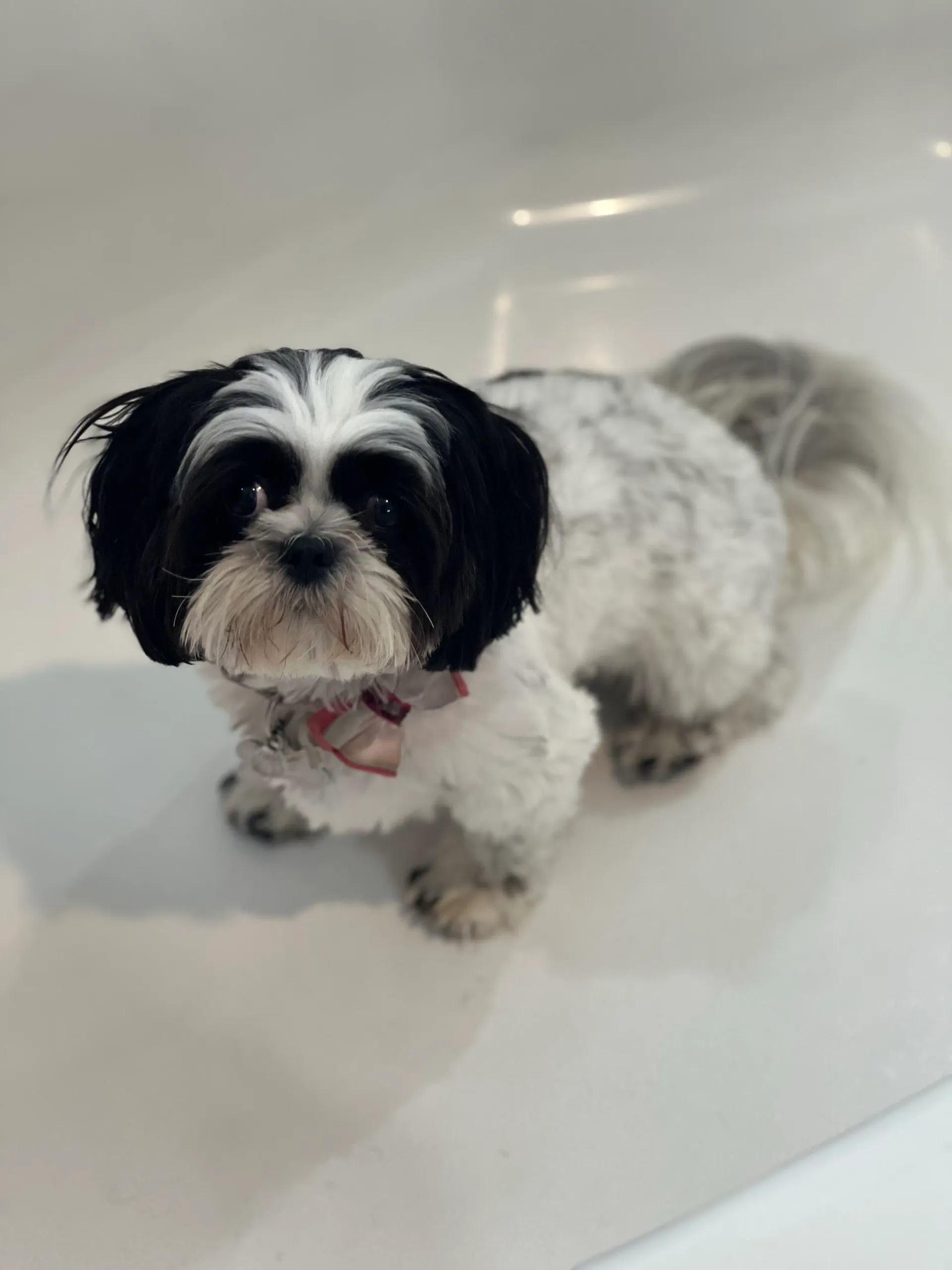 Mademoiselle, a black and white Shih Tzu with a white forehead stripe